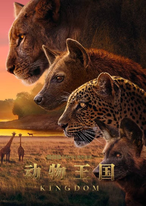 名称：动物王国（2025）4K HQ 高码率 国英音轨 内嵌简英 S01E01-E04描述：这部影片历时五年，在赞比亚一个风景壮丽的地点拍摄完成，讲述了四个动物家族——豹子、鬣狗、野狗和狮子——的生活和命运紧密相连，它们在赞比亚一个偏远而肥沃的河谷中努力站稳脚跟的故事