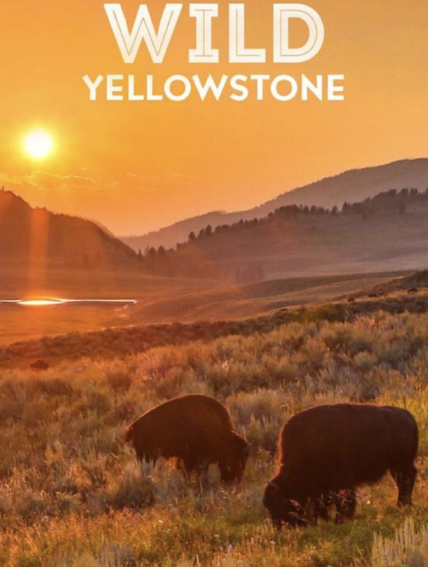 名称：野性黄石公园 (2015) 1080P 全集 中字内嵌字幕描述：这是你从未了解过的黄石公园