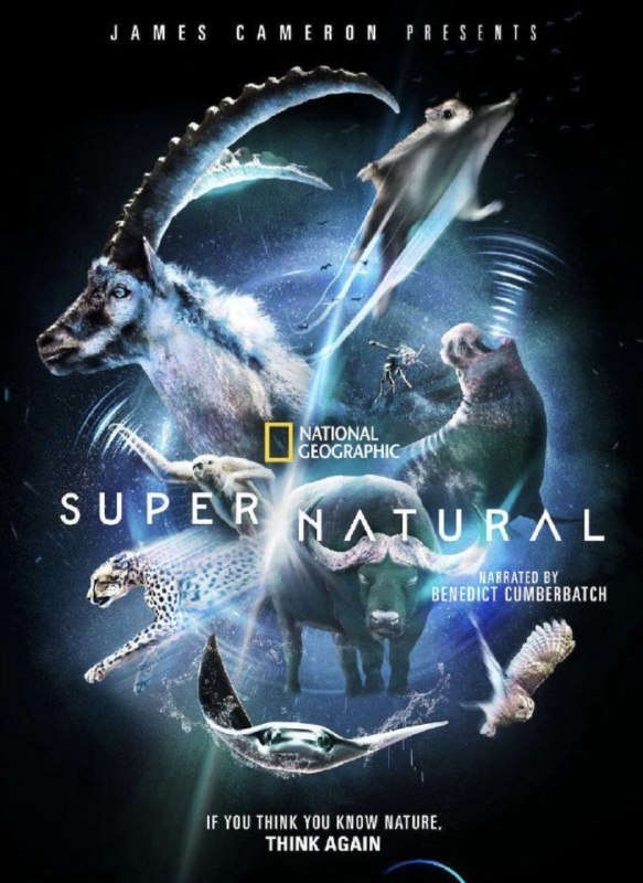 名称：超凡动物奇观 (2022) 4K HDR 内嵌中字描述：本片由詹姆斯·卡梅隆监制，由荣获奥斯卡奖提名和英国电影学院奖的本尼迪克特·康伯巴奇配音