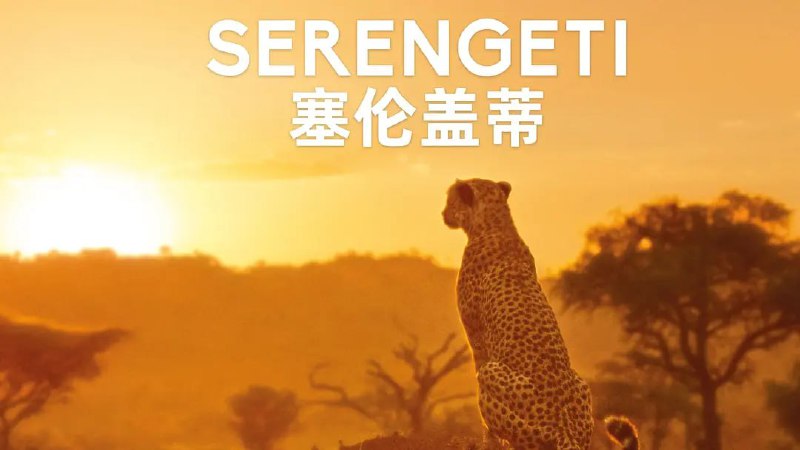 名称：塞伦盖蒂 第一季 Serengeti Season 1 (2019)描述：本系列纪录片深入塞伦盖蒂内人迹罕至的角落，追踪最具代表性的非洲草原动物，成功捕捉到戏剧般的动物生活日常和情感时刻