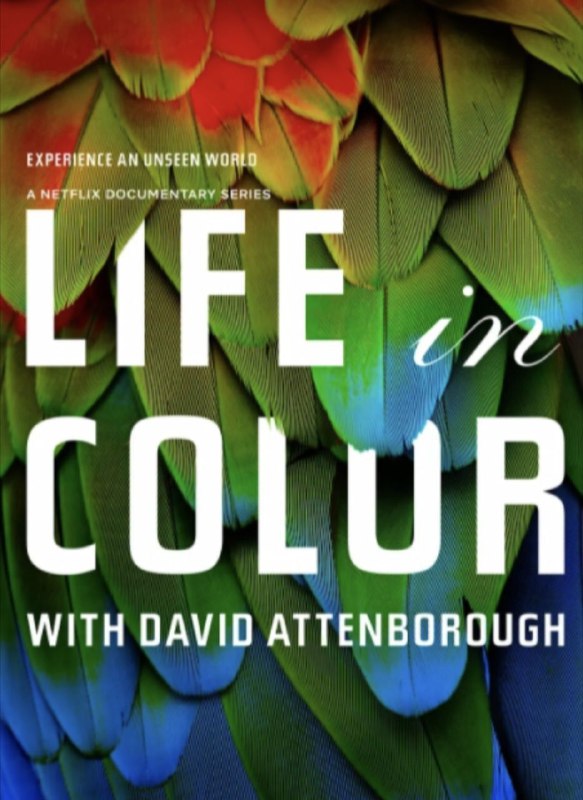 名称：生命之色 (2021) 剪辑版 4K HLG 中字外挂字幕描述：爵士又带你环游全球，从哥斯达黎加的热带雨林到白雪皑皑的苏格兰高地，揭示了动物非凡的和前所未有地使用色彩的方式！通过使用专门为本片打造的革新性摄影技术，观众将体验到人类肉眼看不见的色彩如何在动物的互动中发挥着至关重要的作用