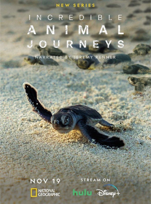 名称：不可思议的动物之旅 (2023) 4K HDR 中字内嵌字幕描述：人类可能相信自己是世界上最伟大的探险家，但事实并非如此