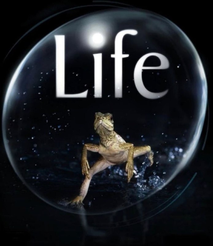 名称：【原盘】生命 (2009) 1080P REMUX 国粤英多音轨描述：本片讲述了发生在自然界深处的130个令人难以置信的故事