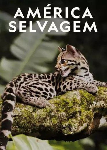 名称：野性美洲 (2020) 1080P 全集 中字外挂字幕描述：WILD LATAM是一部关于南部自然和野生动物的壮观纪录片系列；中美洲