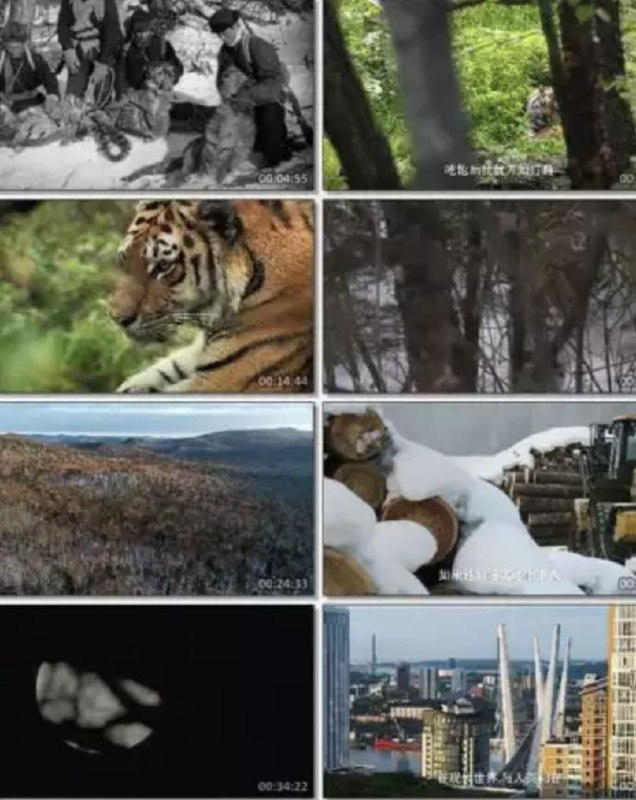 名称：俄罗斯野生老虎 (2022) 1080P 中字内嵌字幕描述：俄罗斯 分布的虎和中国东北地区的虎属于同一个亚种，在俄罗斯 和欧美被称为阿缪尔虎或者西比利亚虎