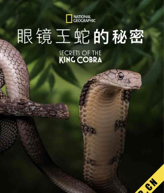名称：眼镜蛇的秘密 (2010) 1080P 中字特效字幕描述：《眼镜蛇》是一场前所未有的野生眼镜王蛇自然历史之旅，跟随它们进入它们的世界，揭示它们在我们不在身边时的行为、去向以及与谁互动